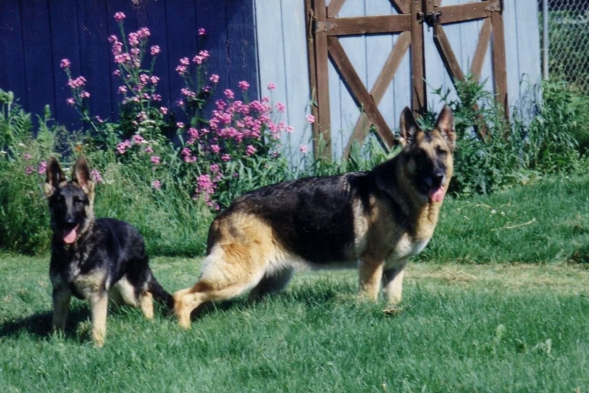 German Shepherd Dog Puppies breeder image 9