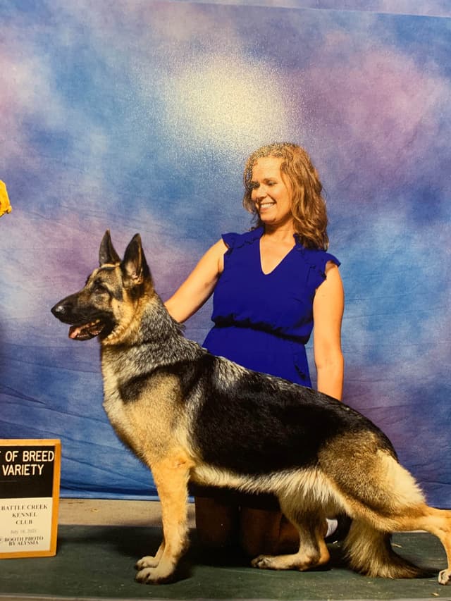 German Shepherd Dog Puppies media 2