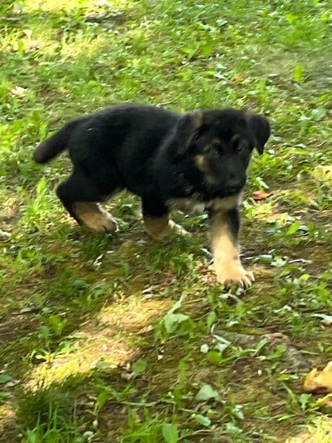 German Shepherd Dog Puppies media 4