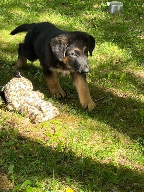 German Shepherd Dog Puppies media 5