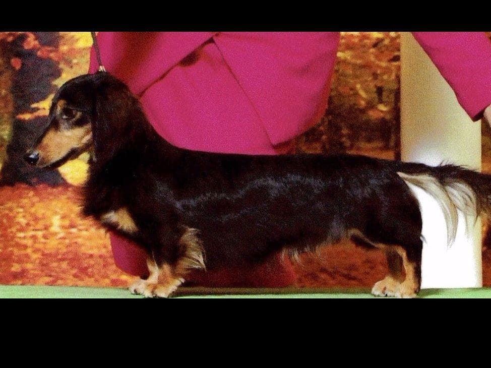 Dachshund Puppies breeder image 1