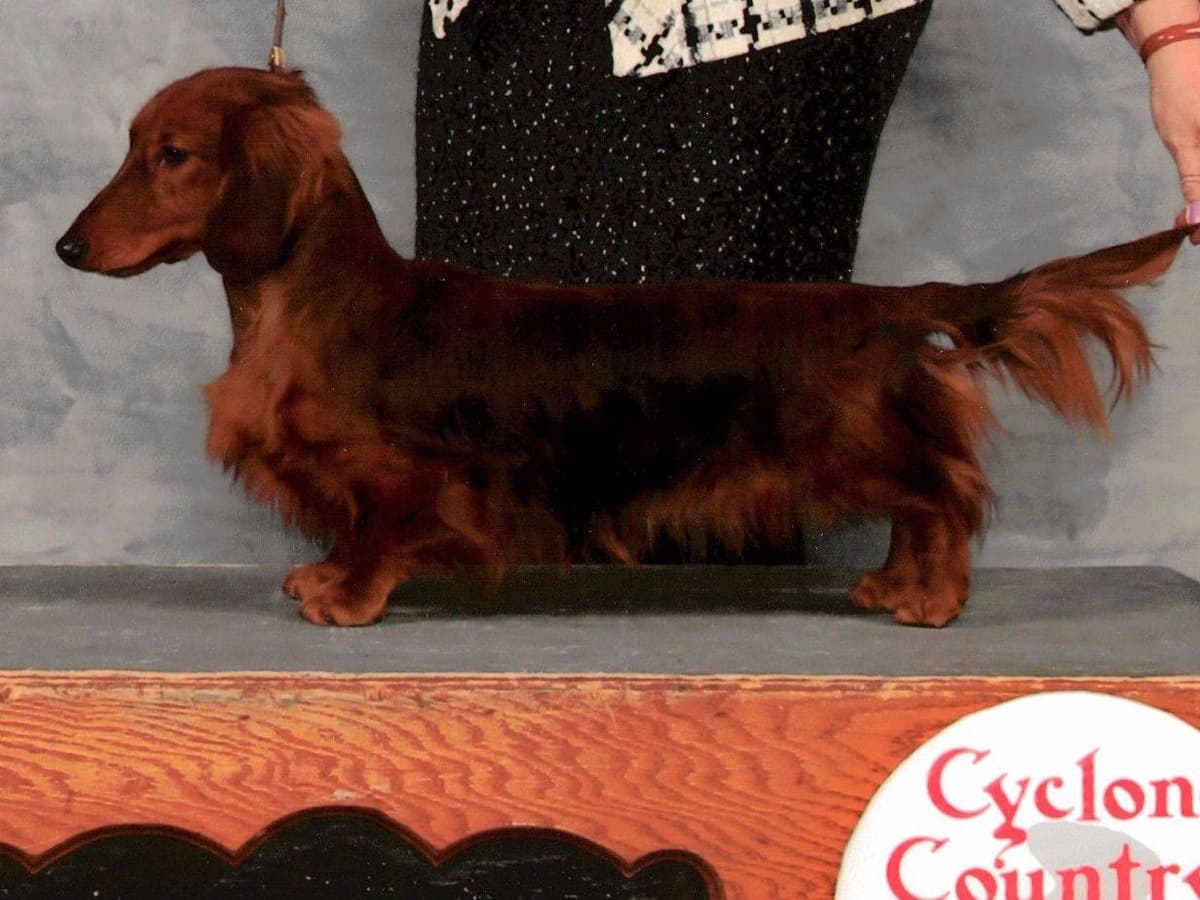 Dachshund Puppies breeder image 5