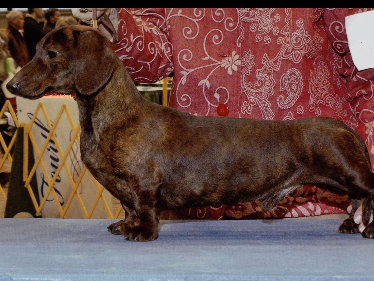 Dachshund Puppies breeder image 11