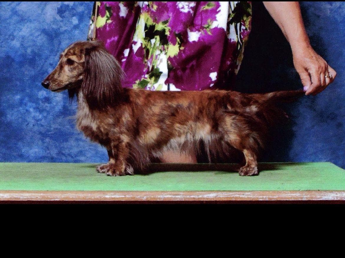 Dachshund Puppies breeder image 6