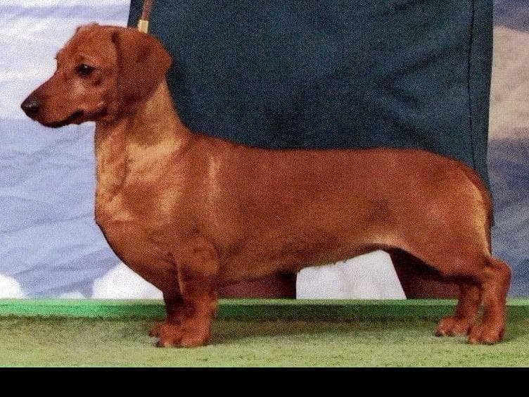 Dachshund Puppies breeder image 12