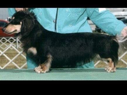 Dachshund Puppies breeder image 2