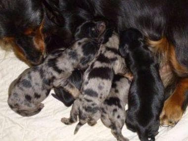 Dachshund Puppies breeder image 8