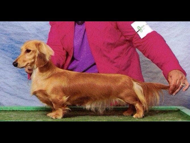 Dachshund Puppies breeder image 4
