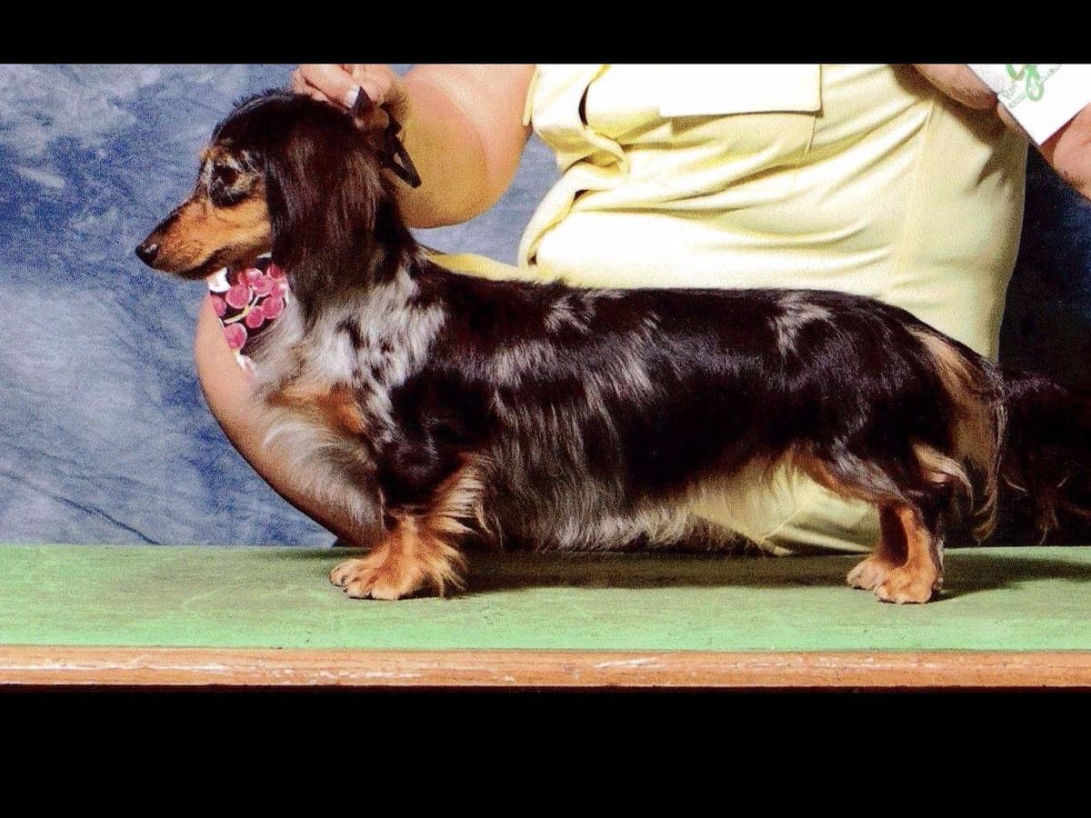 Dachshund Puppies breeder image 9