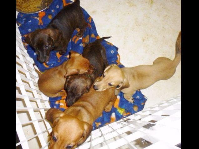 Dachshund Puppies breeder image 15
