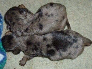 Dachshund Puppies breeder image 10
