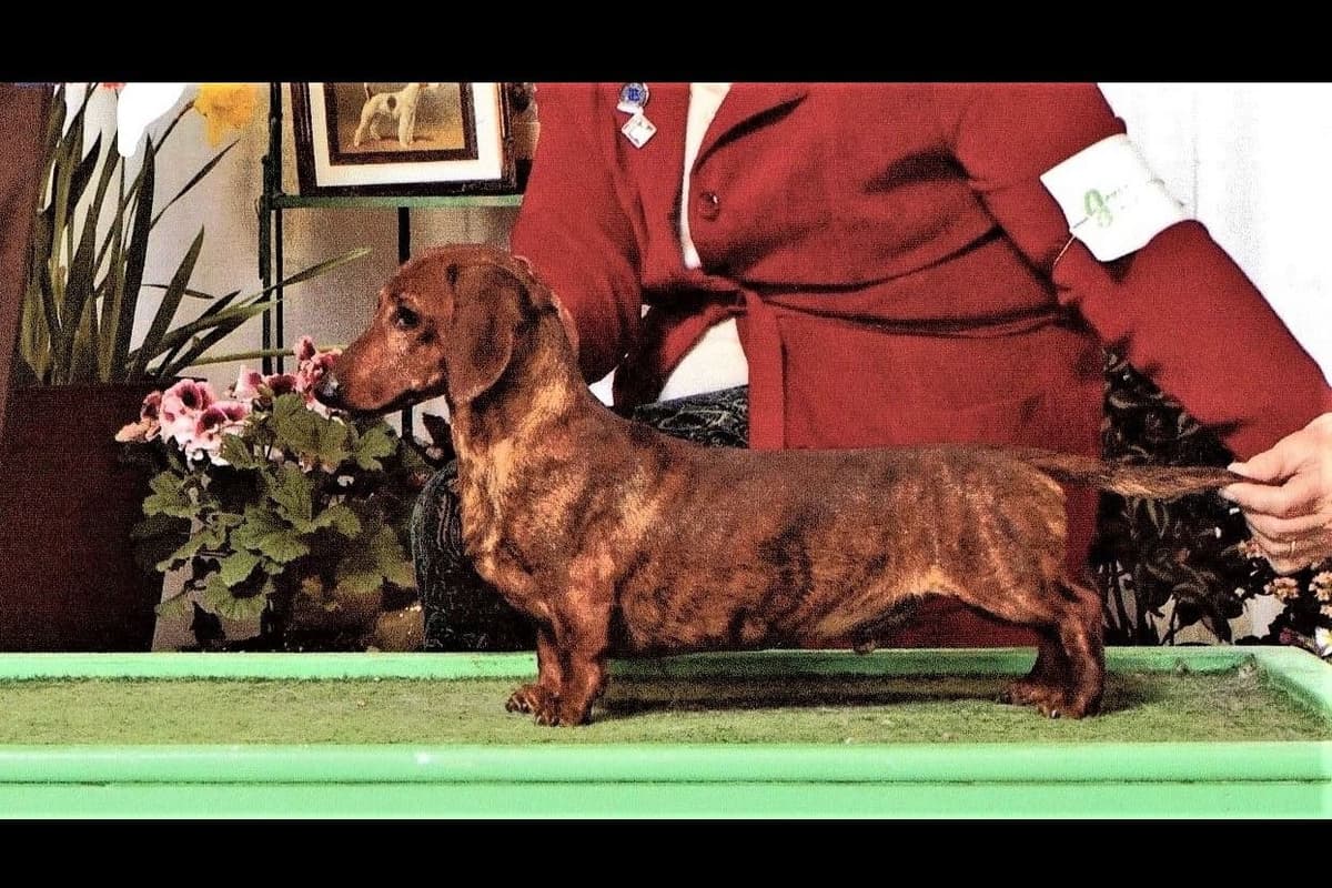Dachshund Puppies breeder image 14