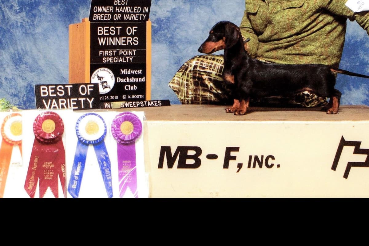 Dachshund Puppies breeder image 13