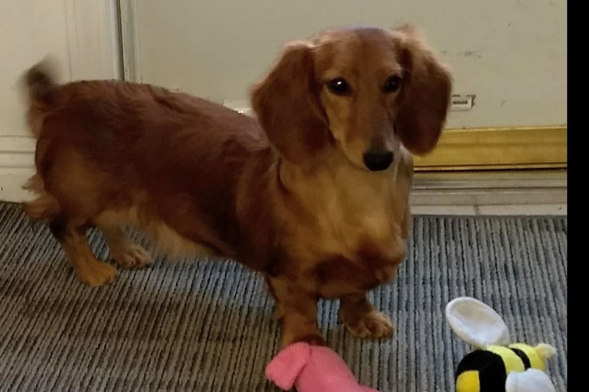Dachshund Puppies breeder image 17
