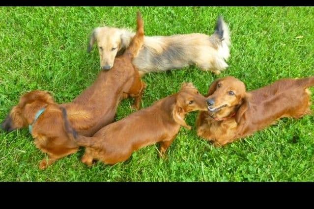 Dachshund Puppies breeder image 18