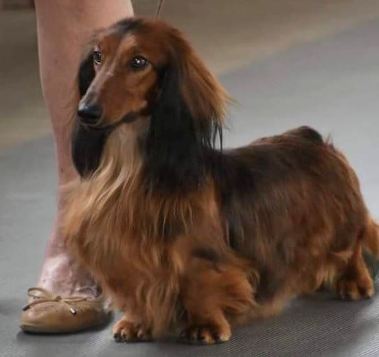 Dachshund Puppies breeder image 19