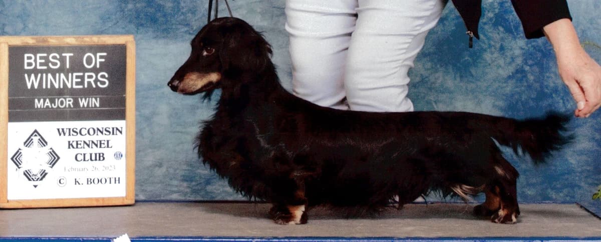 Dachshund Puppies breeder image 21
