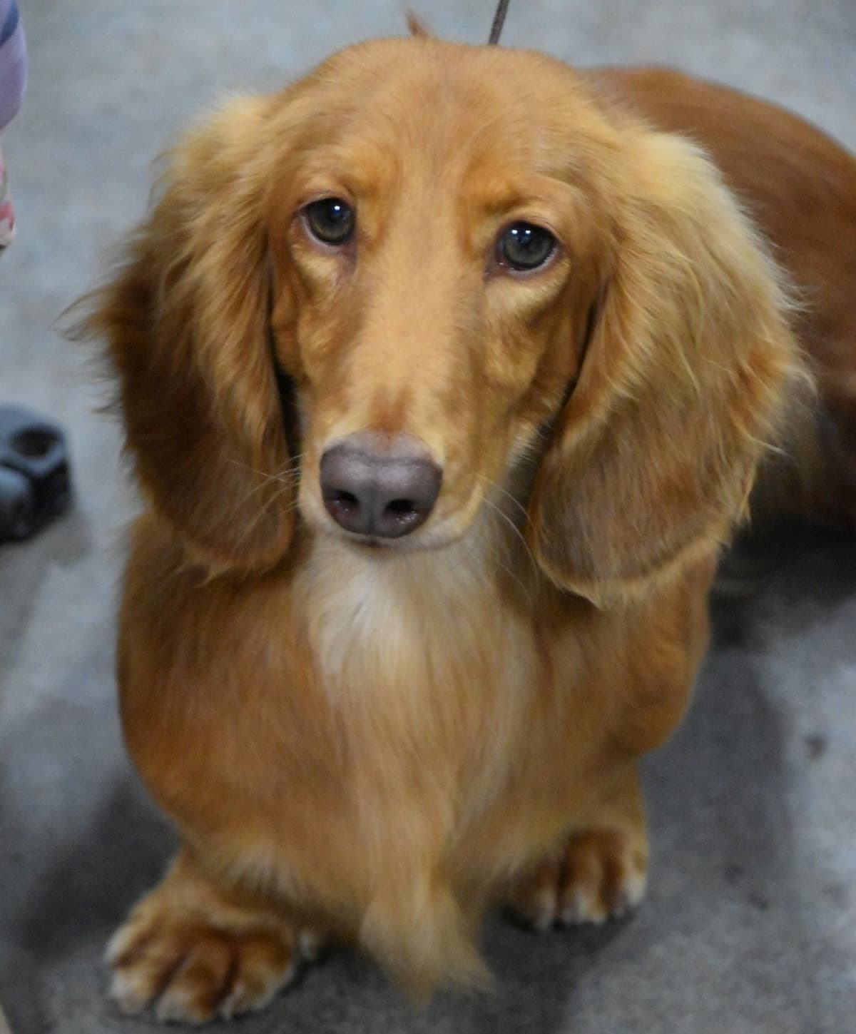 Dachshund Puppies breeder image 24