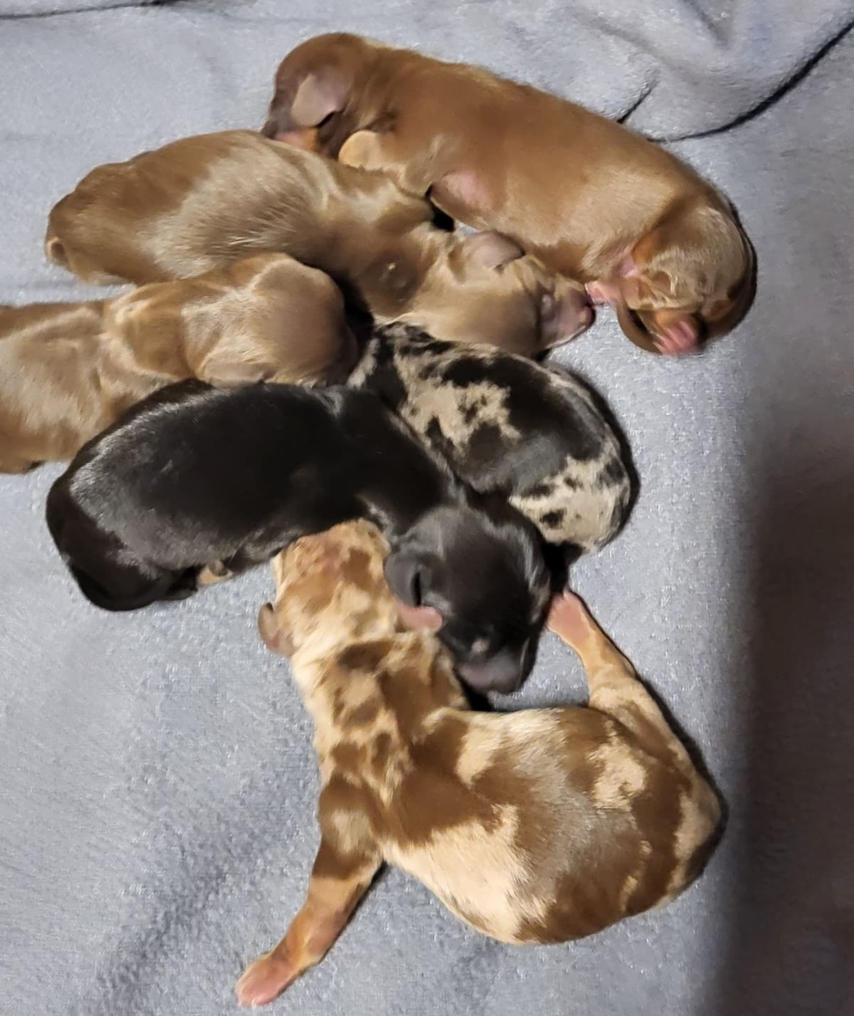 Dachshund Puppies breeder image 26