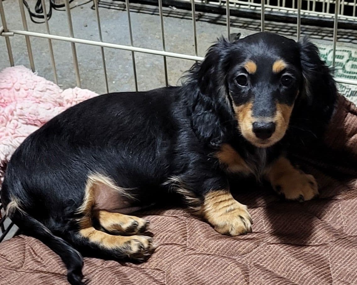 Dachshund Puppies breeder image 28