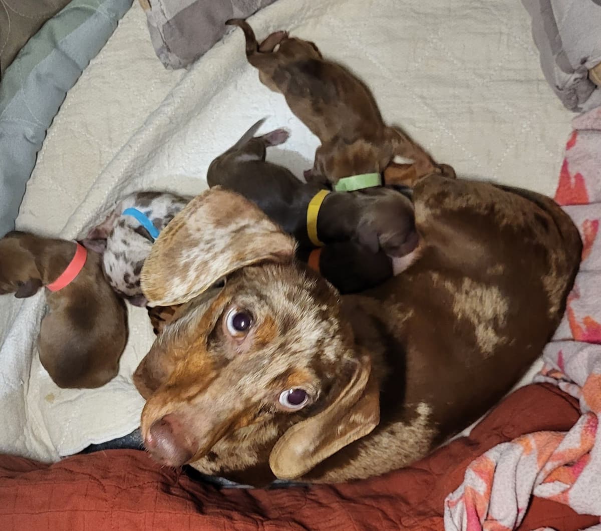 Dachshund Puppies breeder image 30