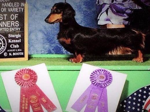Dachshund Puppies breeder image 29