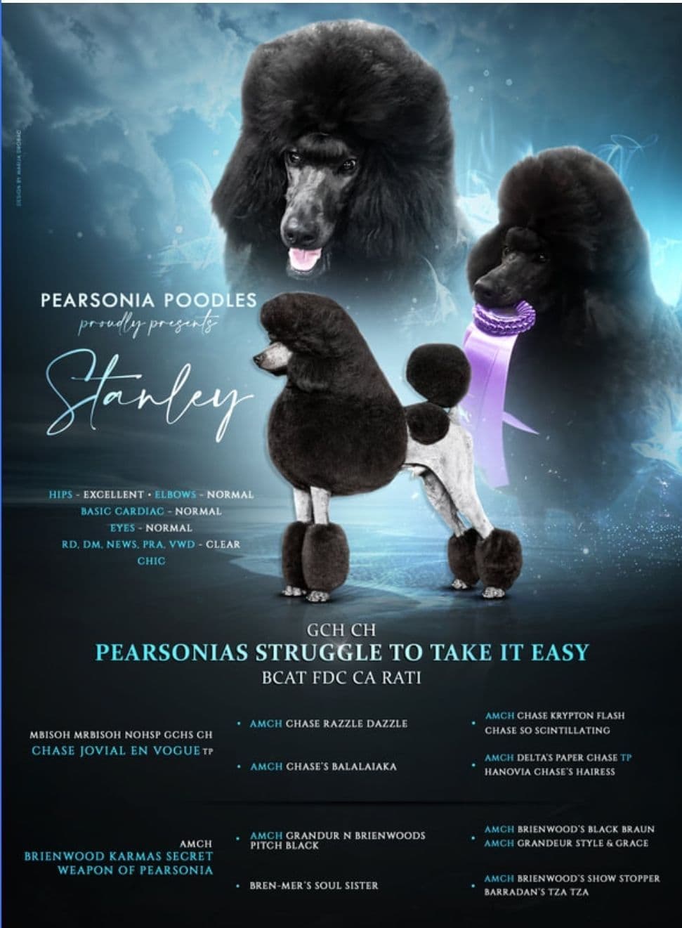 Standard poodle puppy available breeder image 1