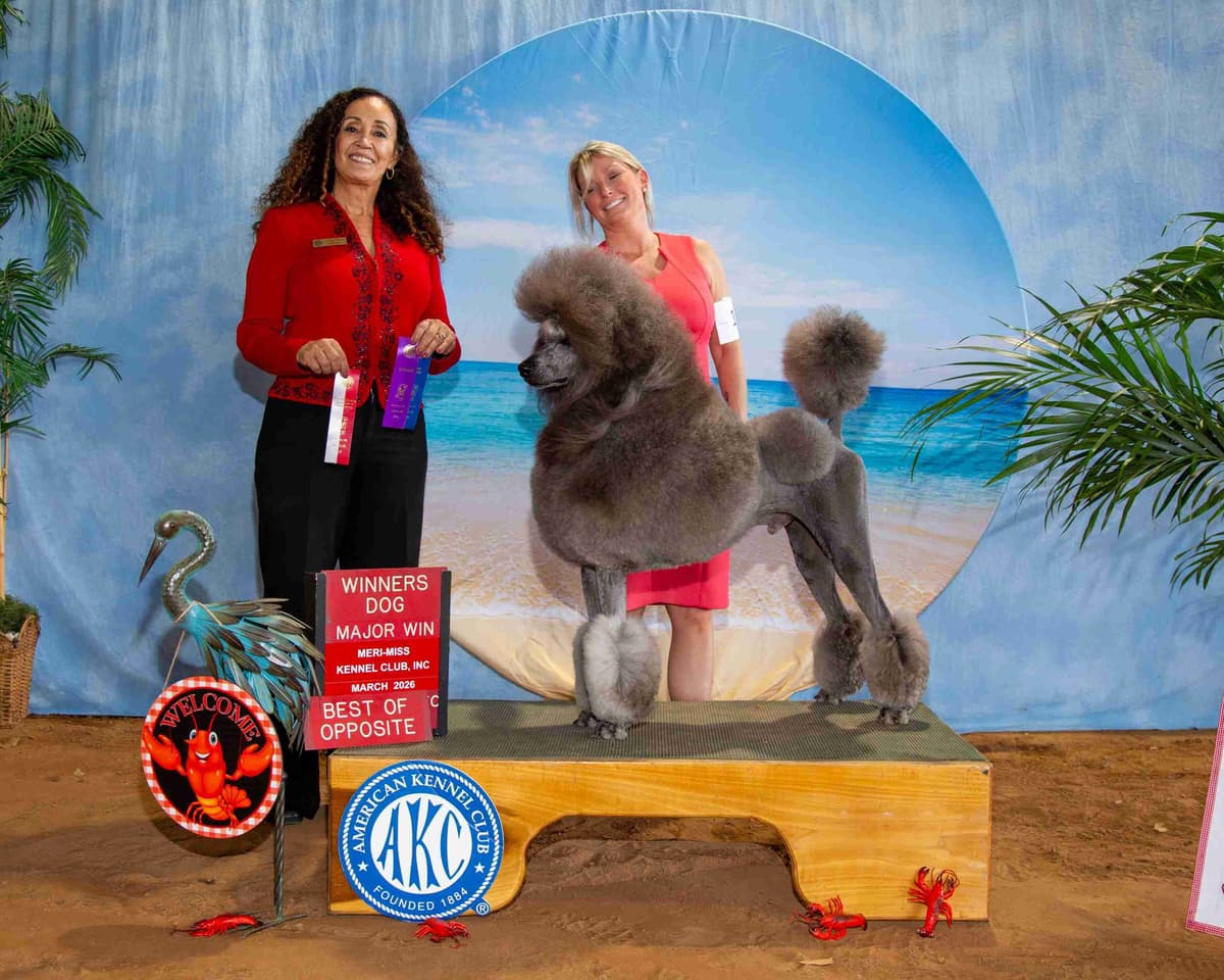 Standard poodle puppy available breeder image 4