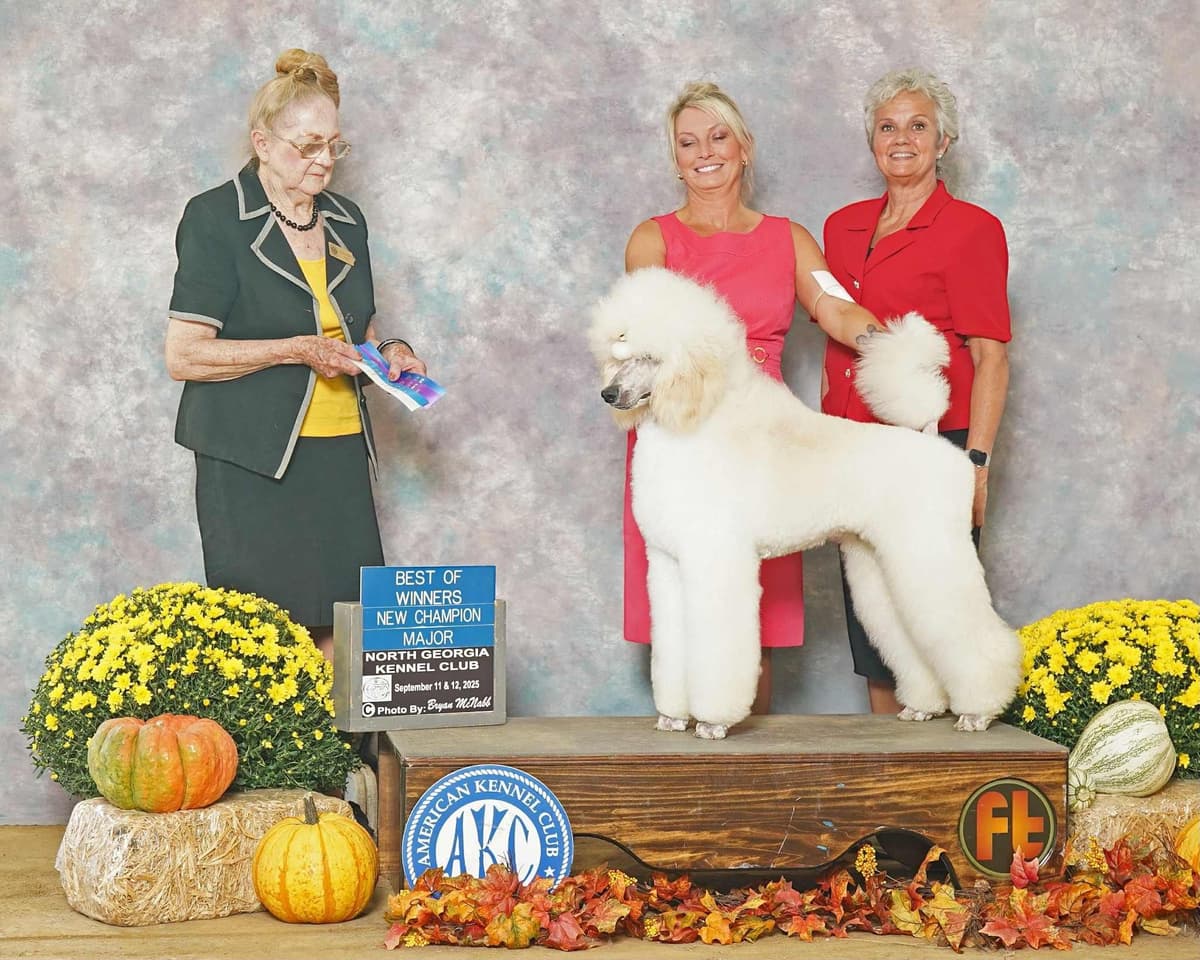 Standard poodle puppy available breeder image 3