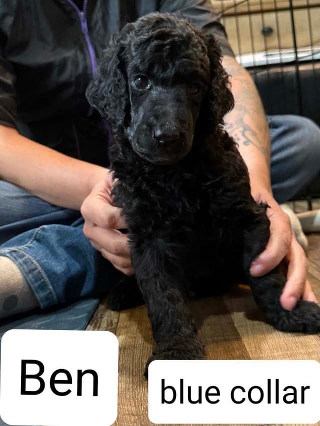 Standard poodle puppy available media 2