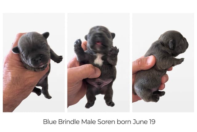 French Bulldog Puppies media 6