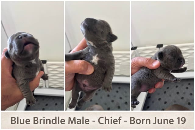 French Bulldog Puppies media 7