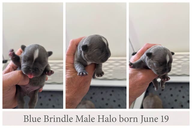 French Bulldog Puppies media 8