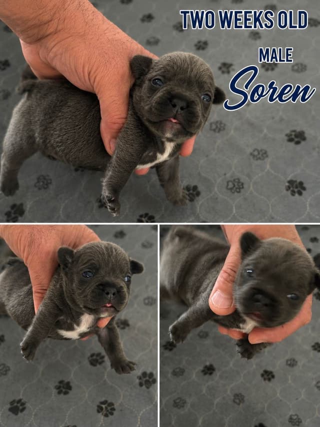French Bulldog Puppies media 5