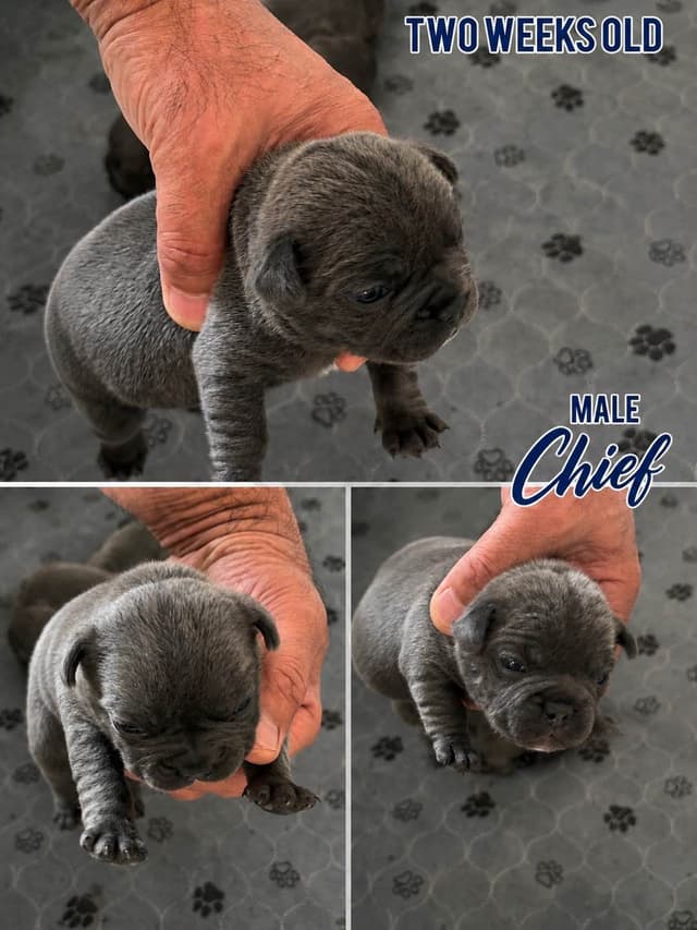 French Bulldog Puppies media 4