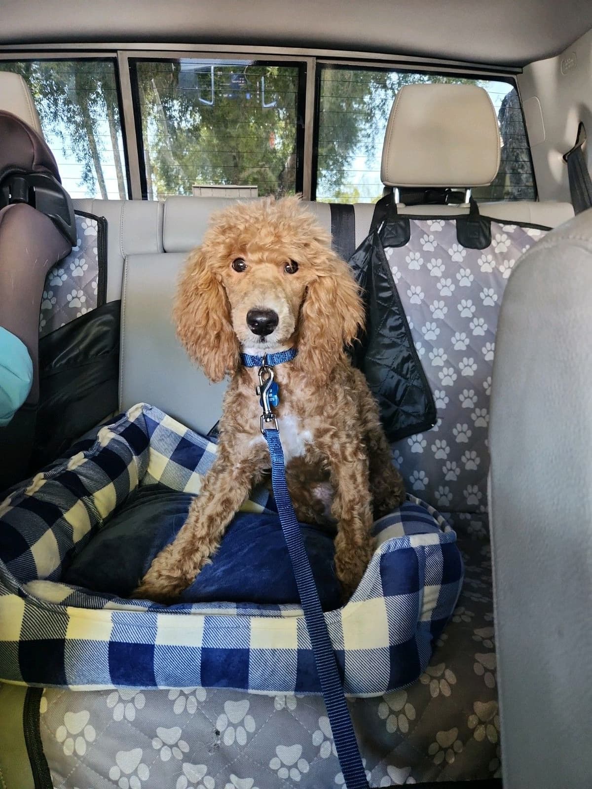 Health Tested Mini Poodle Puppies breeder image 1