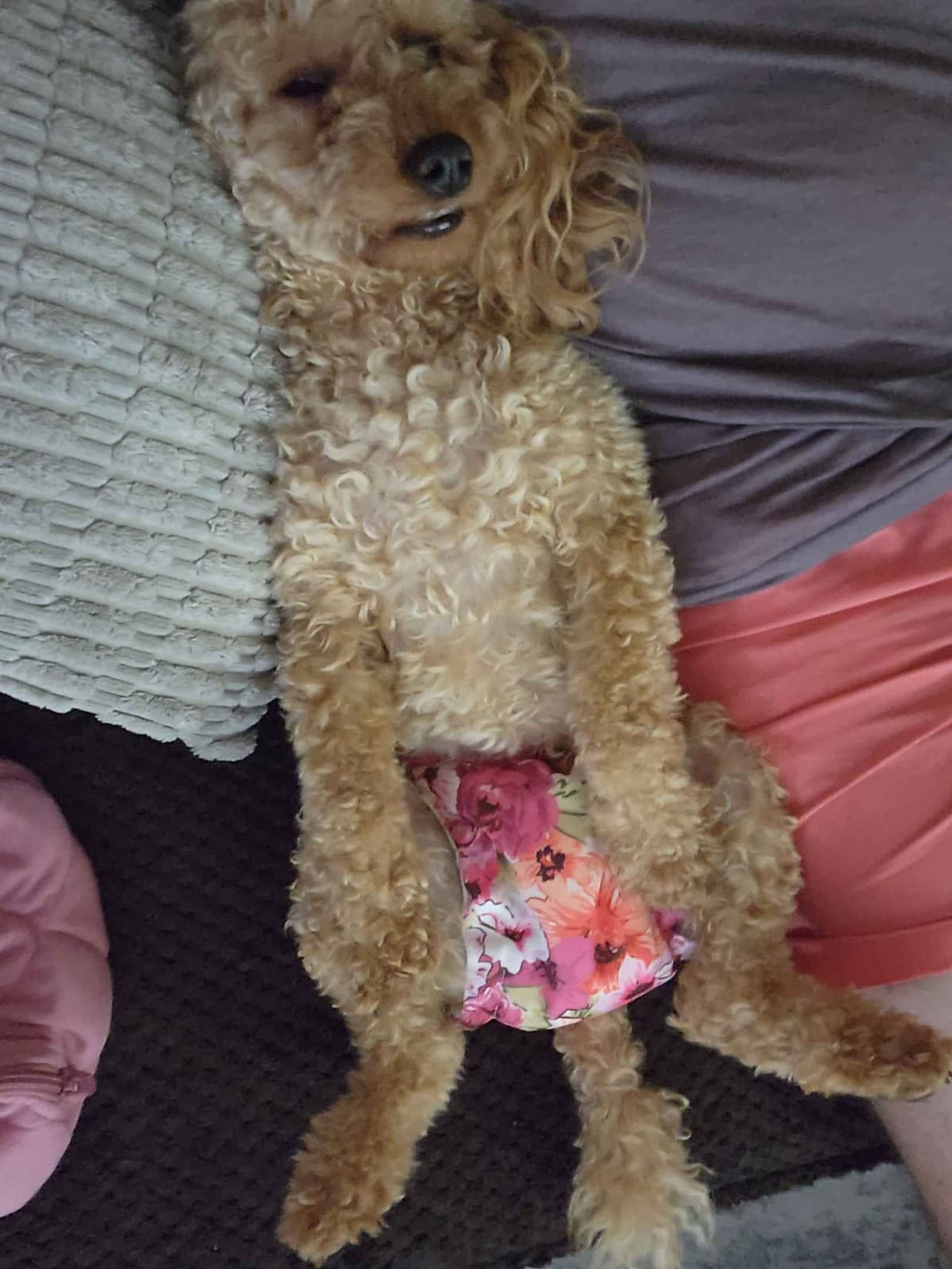 Health Tested Mini Poodle Puppies breeder image 3