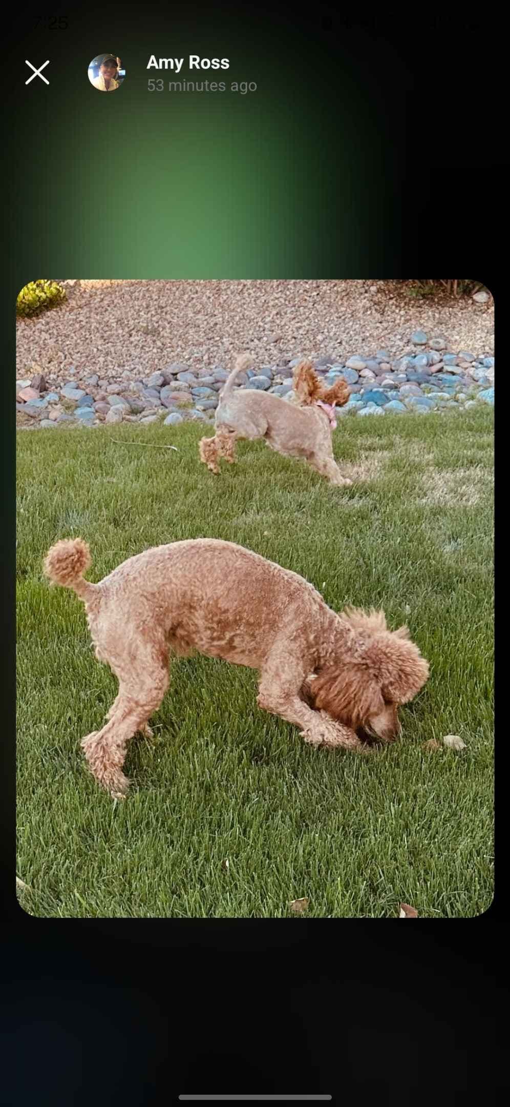 Health Tested Mini Poodle Puppies breeder image 4