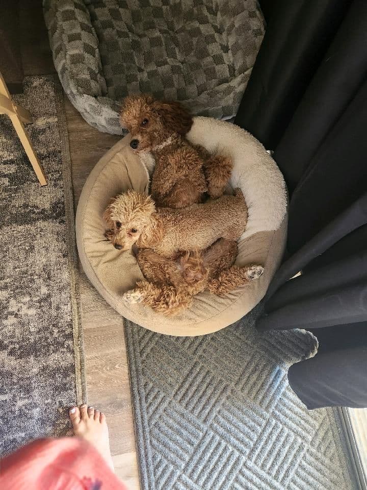 Health Tested Mini Poodle Puppies breeder image 5