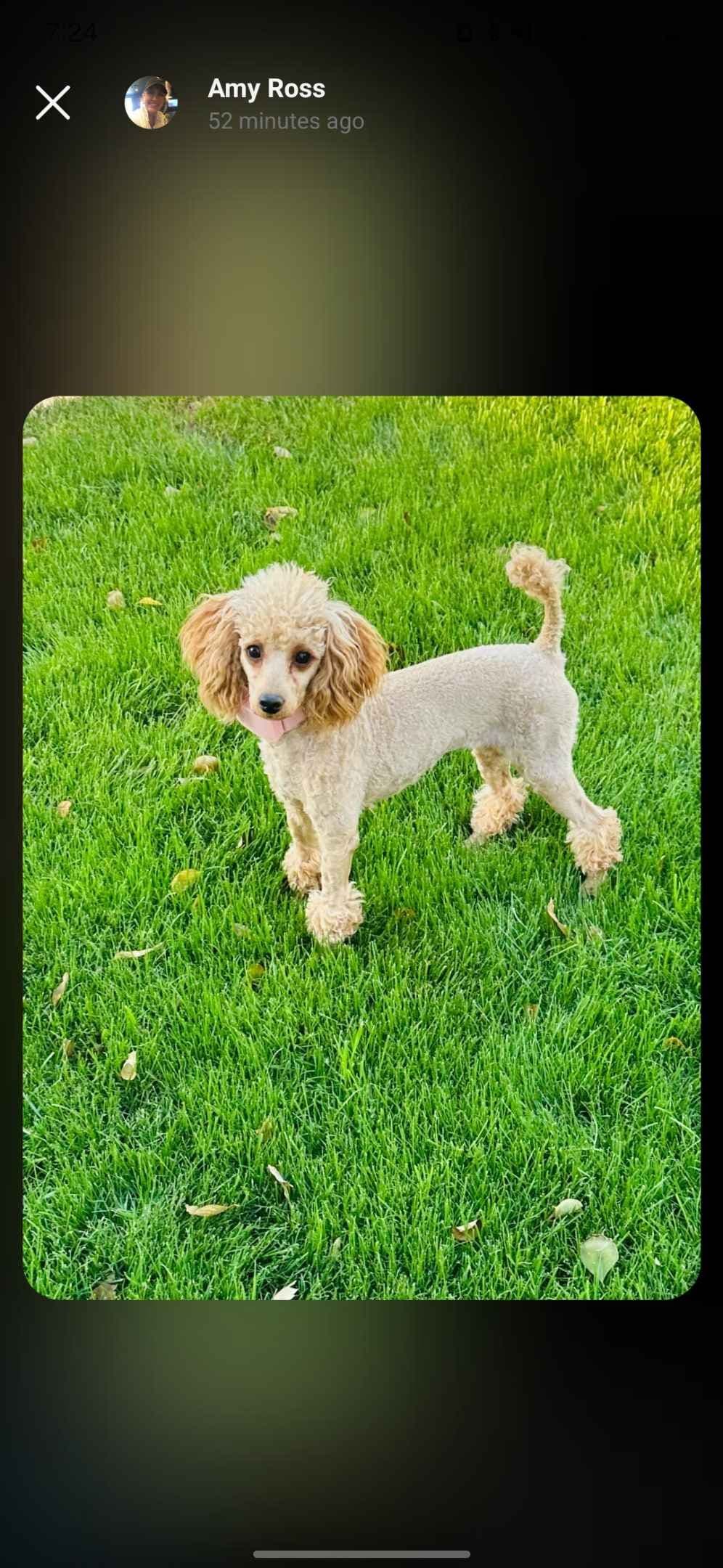 Health Tested Mini Poodle Puppies breeder image 6