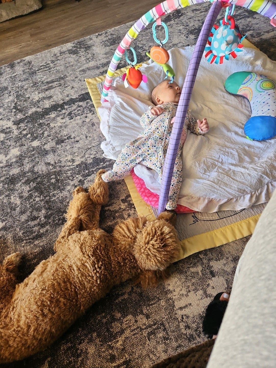 Health Tested Mini Poodle Puppies breeder image 8