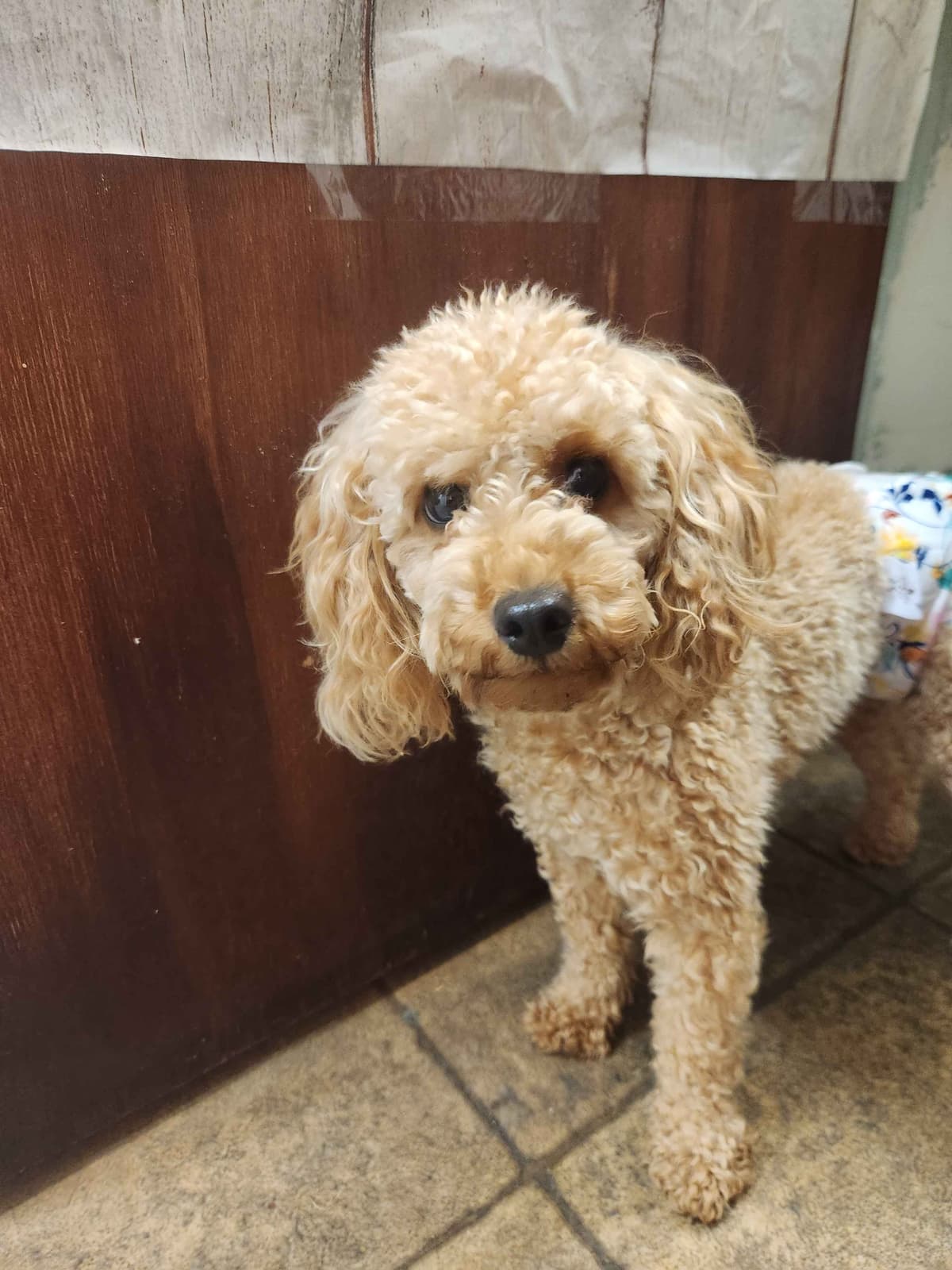 Health Tested Mini Poodle Puppies breeder image 10