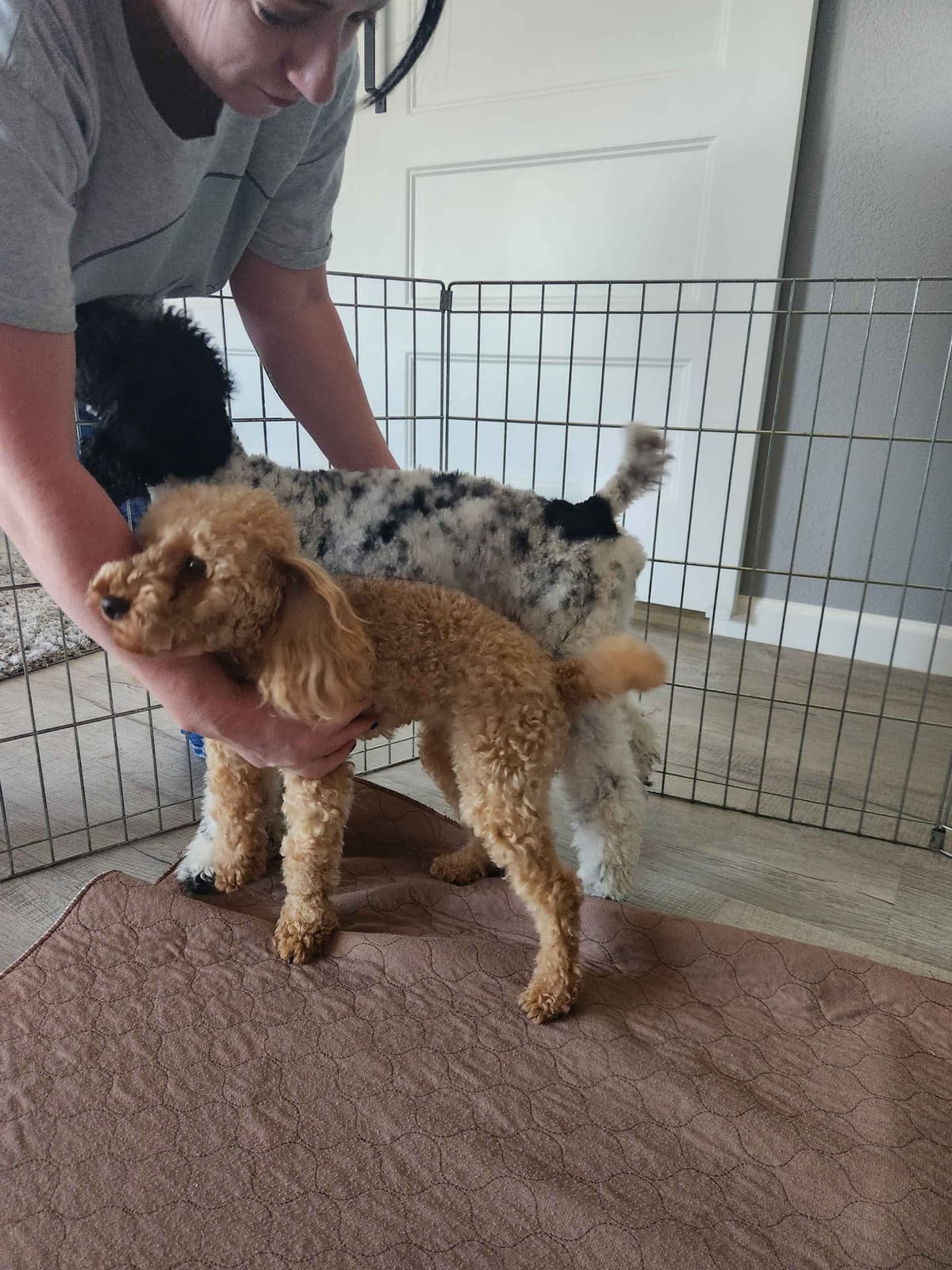 Health Tested Mini Poodle Puppies breeder image 12