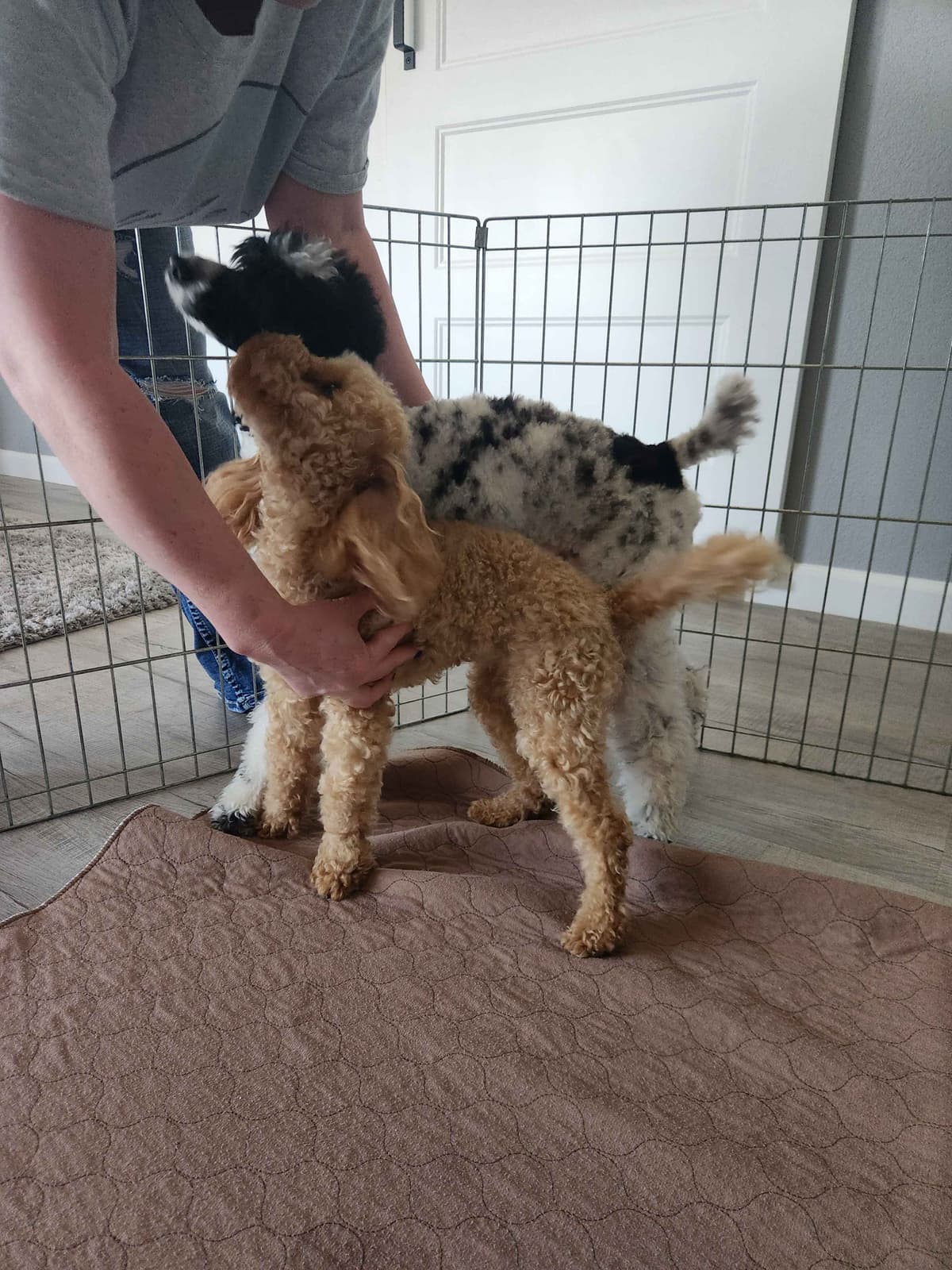 Health Tested Mini Poodle Puppies breeder image 11