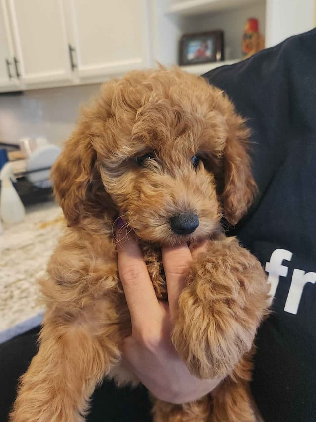 Health Tested Mini Poodle Puppies media 2
