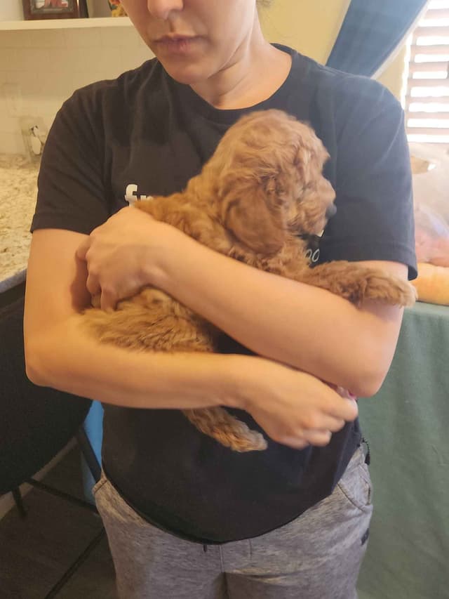 Health Tested Mini Poodle Puppies media 3