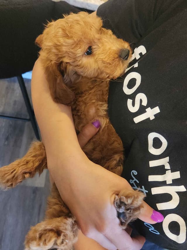 Health Tested Mini Poodle Puppies media 4