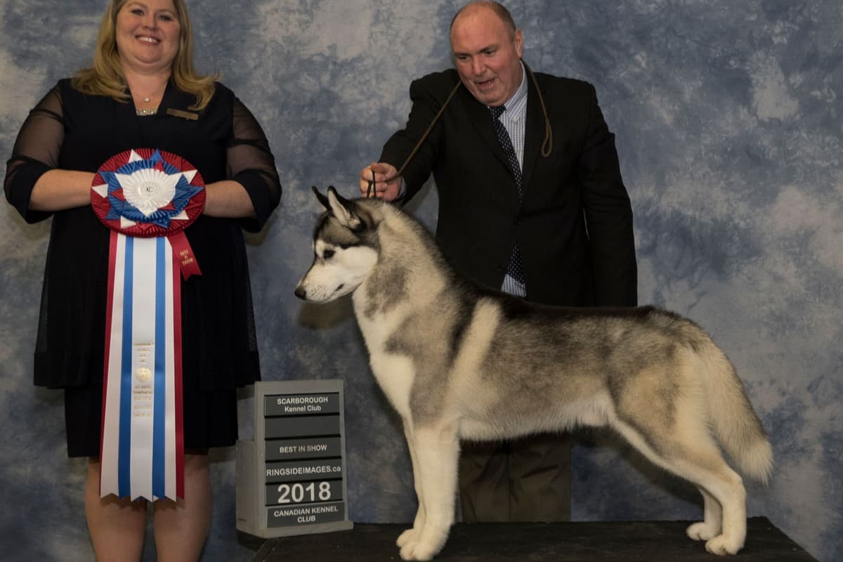 Siberian Husky Puppies breeder image 1