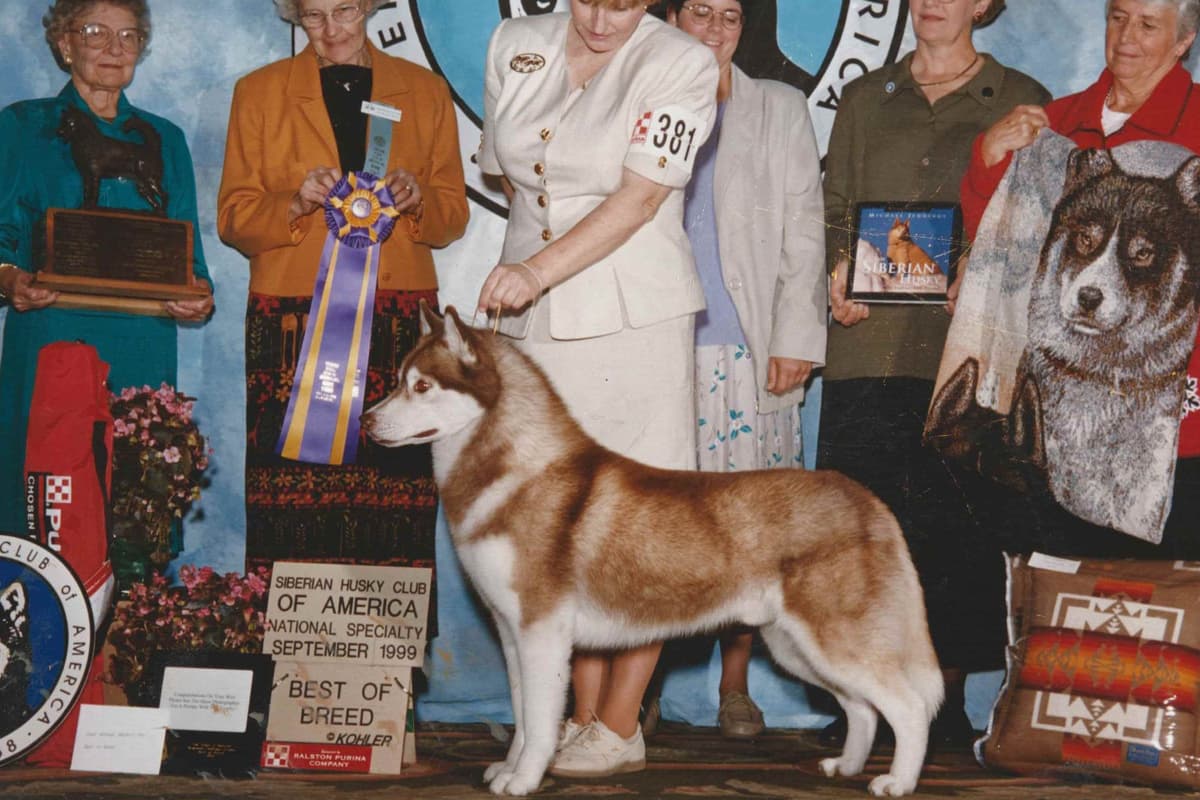 Siberian Husky Puppies breeder image 4