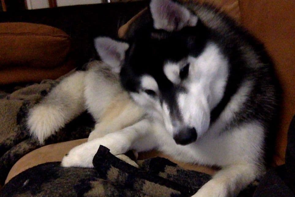 Siberian Husky Puppies breeder image 3